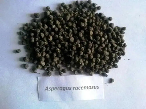 Shatavari Plant Seeds - Asparagus racemosus - Satavar, or Shatamull - Medical Herb ! - Caribbean garden seed
