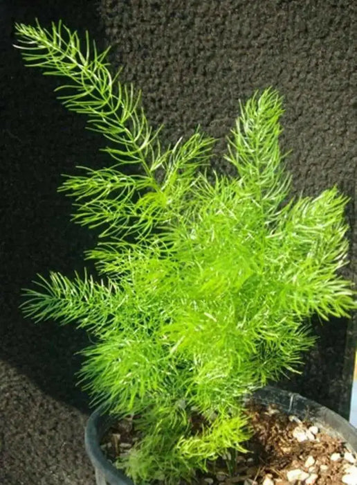 Shatavari Plant Seeds - Asparagus racemosus - Satavar, or Shatamull - Medical Herb ! - Caribbean garden seed