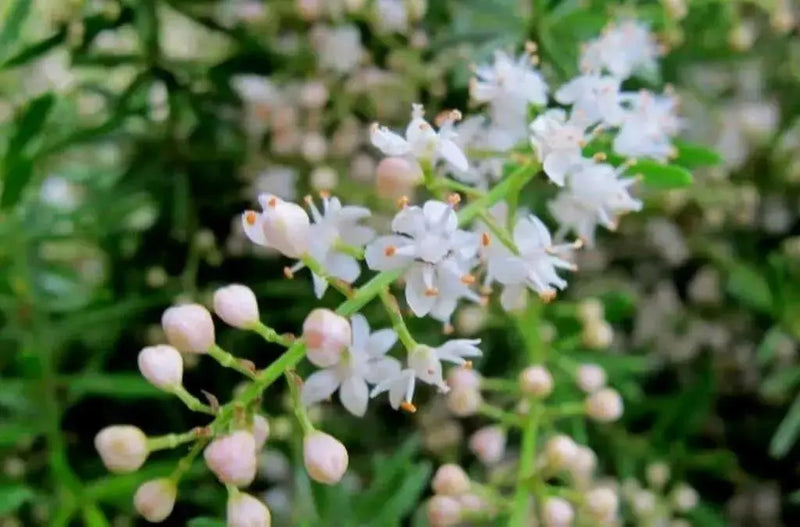 Shatavari Plant Seeds - Asparagus racemosus - Satavar, or Shatamull - Medical Herb ! - Caribbean garden seed