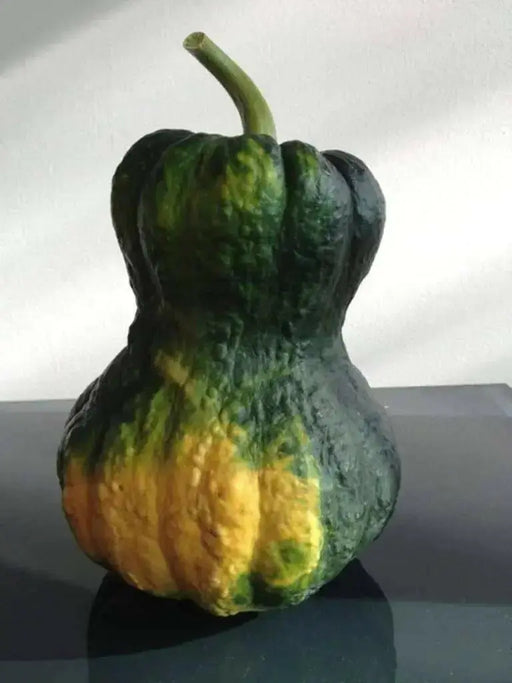 Shishigatani Japanese  Pumpkin-(WINTER SQUASH)Seeds, Asian Vegetable - Caribbean garden seed