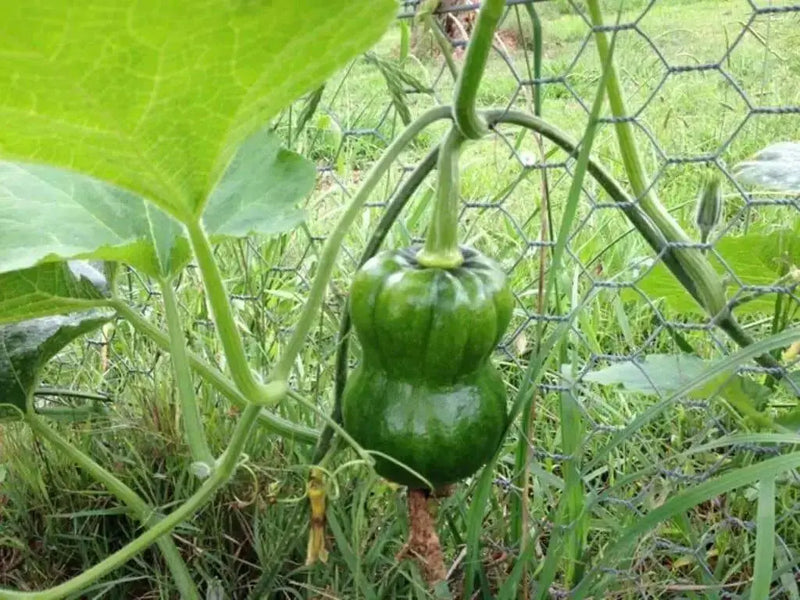 Shishigatani Japanese  Pumpkin-(WINTER SQUASH)Seeds, Asian Vegetable - Caribbean garden seed