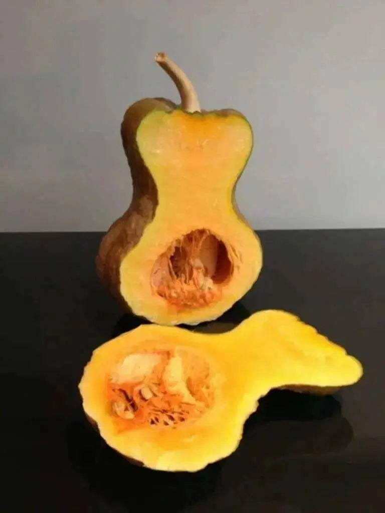 Shishigatani Japanese  Pumpkin-(WINTER SQUASH)Seeds, Asian Vegetable - Caribbean garden seed