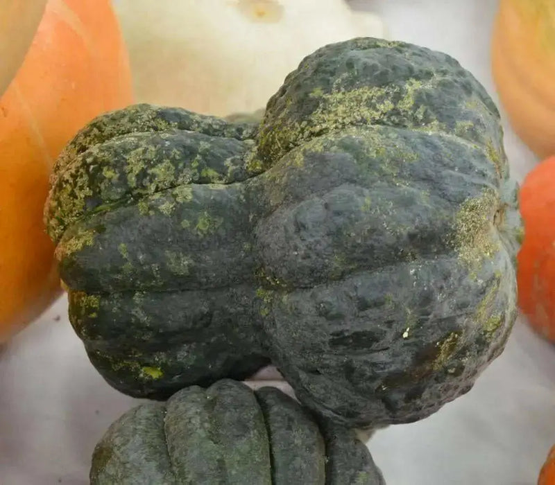 Shishigatani Japanese  Pumpkin-(WINTER SQUASH)Seeds, Asian Vegetable - Caribbean garden seed