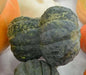Shishigatani Japanese  Pumpkin-(WINTER SQUASH)Seeds, Asian Vegetable - Caribbean garden seed