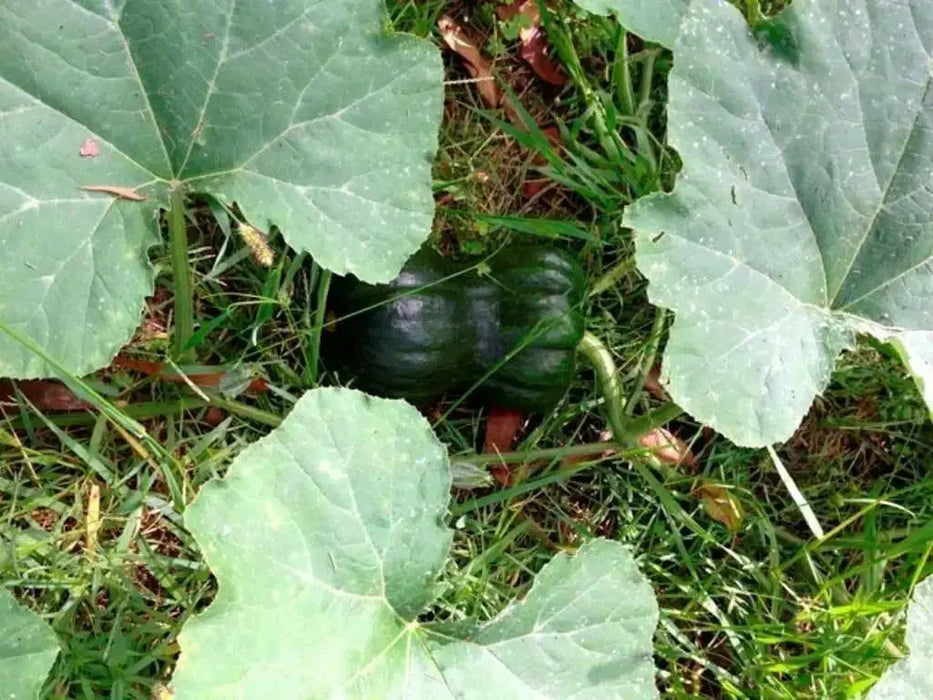 Shishigatani Japanese  Pumpkin-(WINTER SQUASH)Seeds, Asian Vegetable - Caribbean garden seed