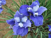 Siberian Iris, Painted Desert ('Bareroot)  Perennial - Caribbean garden seed