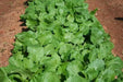Seven Top Turnip Seeds ,HEIRLOOM ,Exelents For Turnip Greens ! - Caribbean garden seed