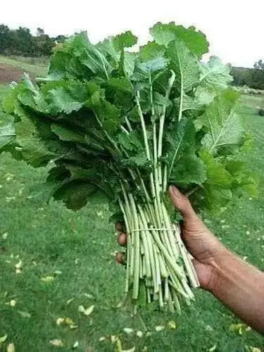 Seven Top Turnip Seeds ,HEIRLOOM ,Exelents For Turnip Greens ! - Caribbean garden seed