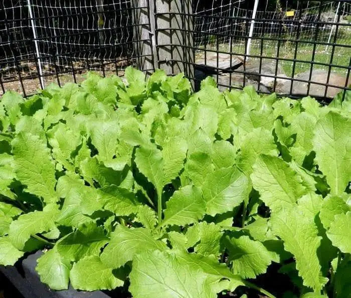 Seven Top Turnip Seeds ,HEIRLOOM ,Exelents For Turnip Greens ! - Caribbean garden seed