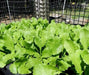 Seven Top Turnip Seeds ,HEIRLOOM ,Exelents For Turnip Greens ! - Caribbean garden seed