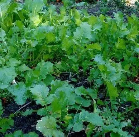Seven Top Turnip Seeds ,HEIRLOOM ,Exelents For Turnip Greens ! - Caribbean garden seed