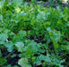 Seven Top Turnip Seeds ,HEIRLOOM ,Exelents For Turnip Greens ! - Caribbean garden seed