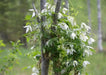 Siberian Clematis - Alpina CLEMATIS-  Flower Seeds, PERENNIAL - Caribbean garden seed