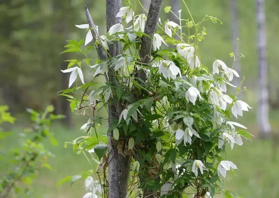 Siberian Clematis - Alpina CLEMATIS-  Flower Seeds, PERENNIAL - Caribbean garden seed