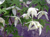 Siberian Clematis - Alpina CLEMATIS-  Flower Seeds, PERENNIAL - Caribbean garden seed