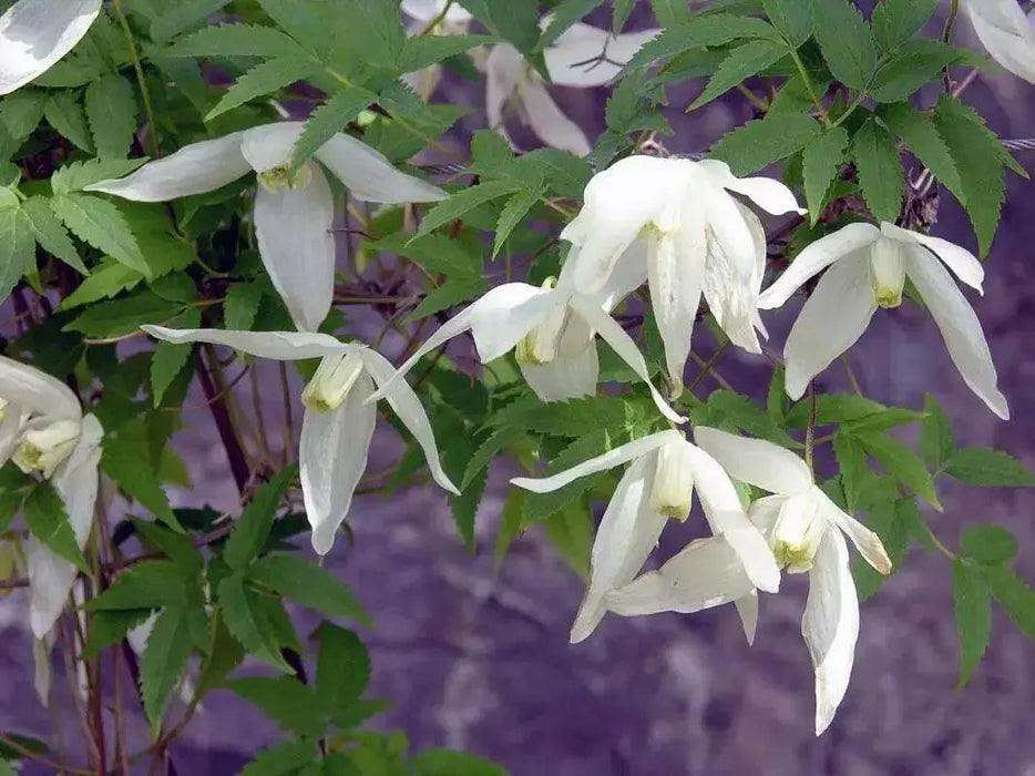 Siberian Clematis - Alpina CLEMATIS-  Flower Seeds, PERENNIAL - Caribbean garden seed