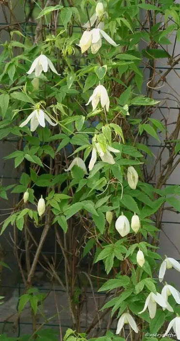 Siberian Clematis - Alpina CLEMATIS-  Flower Seeds, PERENNIAL - Caribbean garden seed