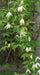 Siberian Clematis - Alpina CLEMATIS-  Flower Seeds, PERENNIAL - Caribbean garden seed