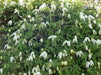 Siberian Clematis - Alpina CLEMATIS-  Flower Seeds, PERENNIAL - Caribbean garden seed