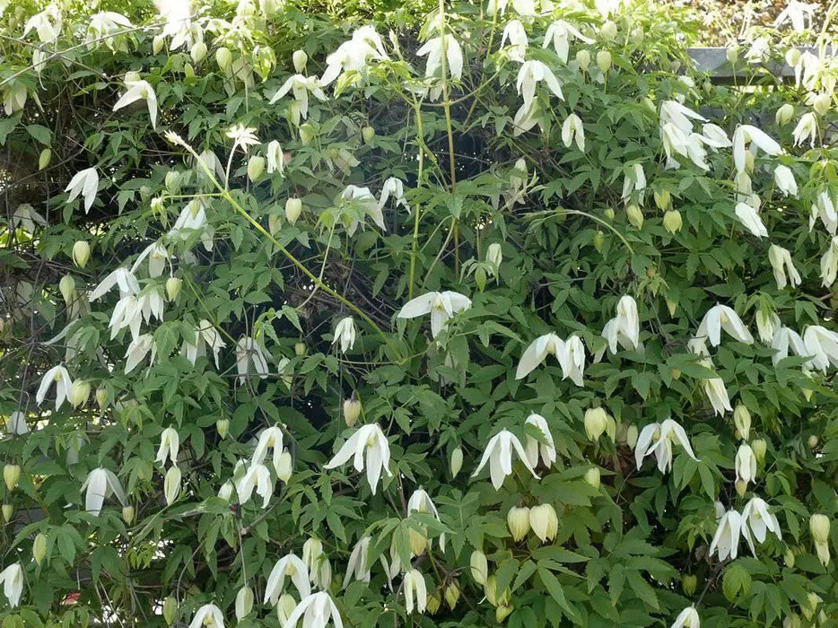 Siberian Clematis - Alpina CLEMATIS-  Flower Seeds, PERENNIAL - Caribbean garden seed