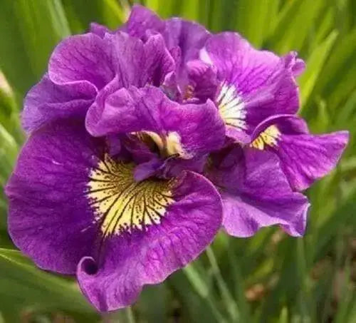 SIBIRICA IRIS 'DOUBLE STANDARD('3 Plant/ Bareroot).