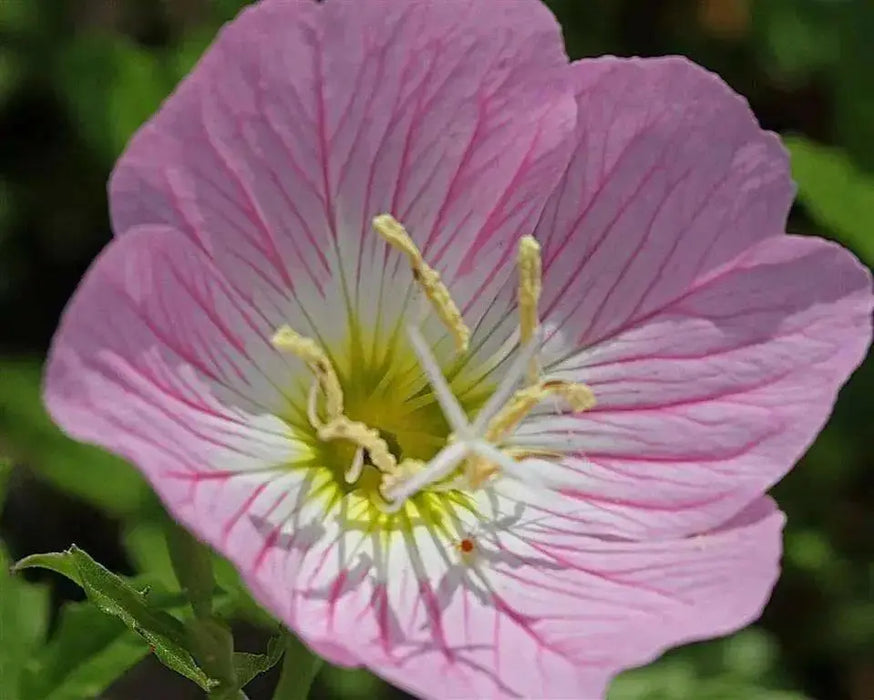 SHOWY EVENING PRIMROSE Seeds , PERENNIAL FLOWERS - Caribbean garden seed