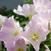 SHOWY EVENING PRIMROSE Seeds , PERENNIAL FLOWERS - Caribbean garden seed