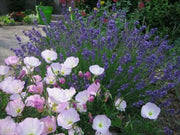 SHOWY EVENING PRIMROSE Seeds , PERENNIAL FLOWERS - Caribbean garden seed