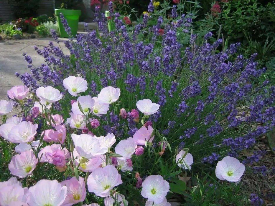 SHOWY EVENING PRIMROSE Seeds , PERENNIAL FLOWERS - Caribbean garden seed