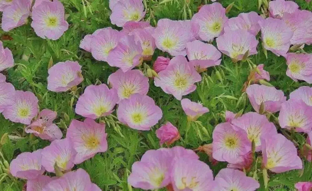 SHOWY EVENING PRIMROSE Seeds , PERENNIAL FLOWERS - Caribbean garden seed