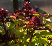 Siam Queen, Sweet BASIL SEEDS - Asian Vegetable Herb - Caribbean garden seed