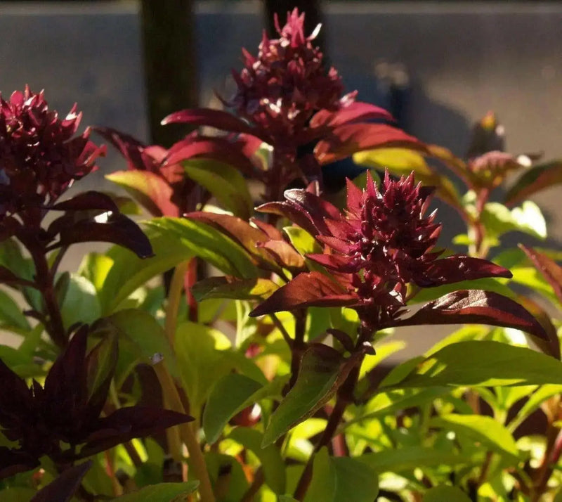 Siam Queen, Sweet BASIL SEEDS - Asian Vegetable Herb - Caribbean garden seed