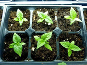 Siam Queen, Sweet BASIL SEEDS - Asian Vegetable Herb - Caribbean garden seed