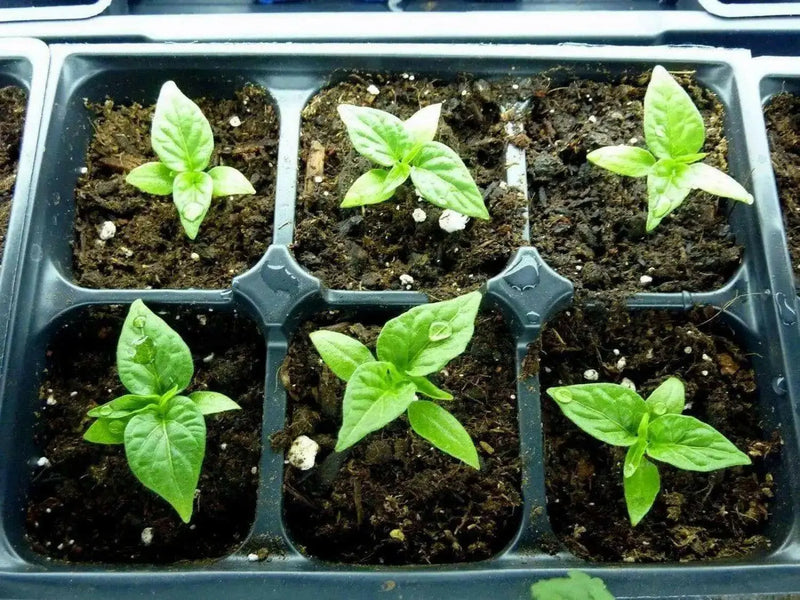 Siam Queen, Sweet BASIL SEEDS - Asian Vegetable Herb - Caribbean garden seed