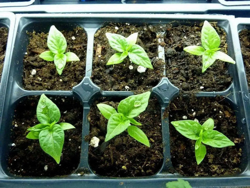 Siam Queen, Sweet BASIL SEEDS - Asian Vegetable Herb - Caribbean garden seed