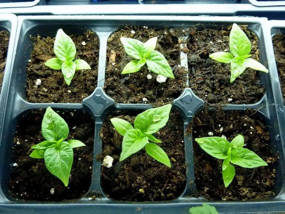 Siam Queen, Sweet BASIL SEEDS - Asian Vegetable Herb - Caribbean garden seed