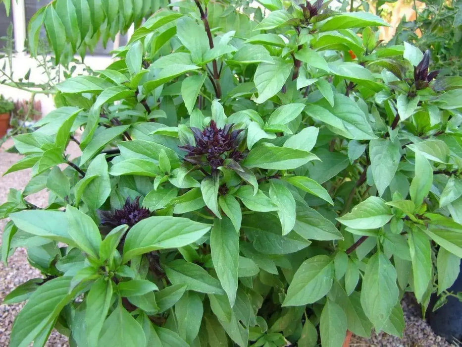 Siam Queen, Sweet BASIL SEEDS - Asian Vegetable Herb - Caribbean garden seed
