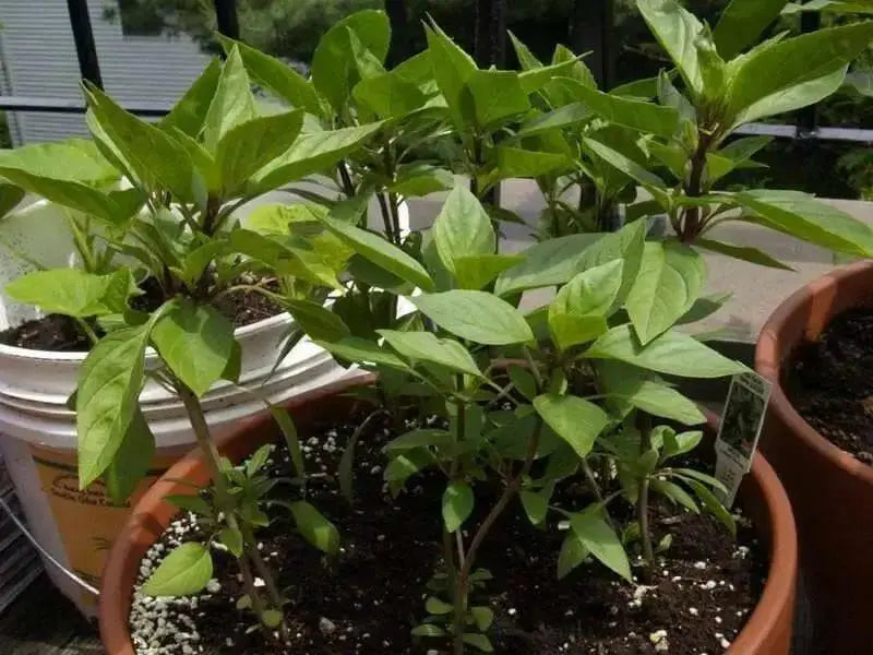 Siam Queen, Sweet BASIL SEEDS - Asian Vegetable Herb - Caribbean garden seed