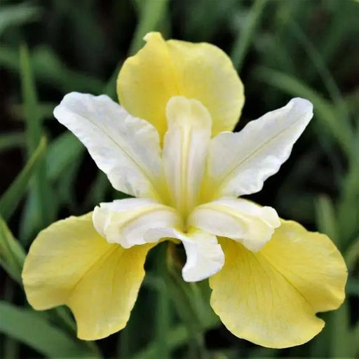 Siberian Iris ,Butter and Sugar('Bareroot)  Perennial - Caribbean garden seed