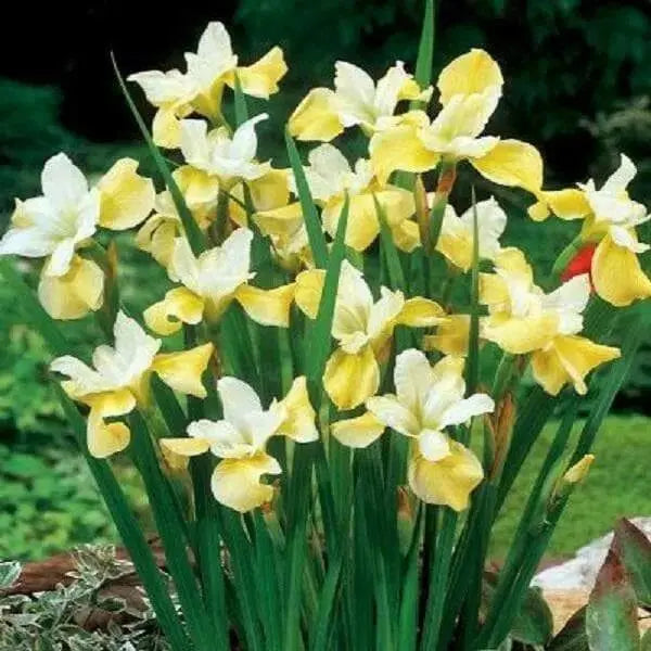 Siberian Iris ,Butter and Sugar('Bareroot)  Perennial - Caribbean garden seed