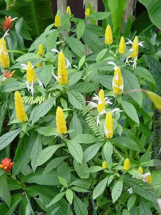 SHRIMP PLANT ( LIVE STARTER PLANT) evergreen shrub - Caribbean garden seed