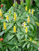 SHRIMP PLANT ( LIVE STARTER PLANT) evergreen shrub - Caribbean garden seed