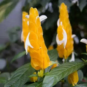 SHRIMP PLANT ( LIVE STARTER PLANT) evergreen shrub - Caribbean garden seed