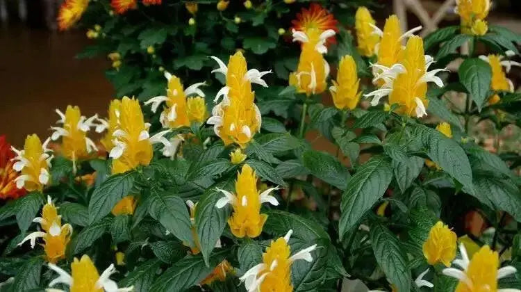 SHRIMP PLANT ( LIVE STARTER PLANT) evergreen shrub - Caribbean garden seed