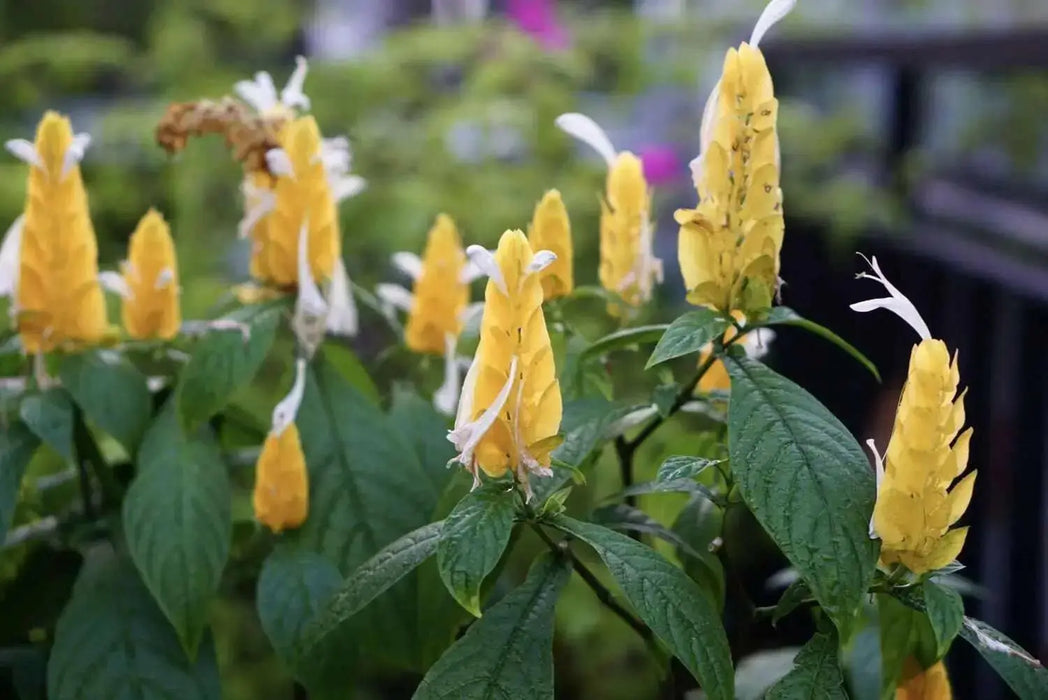 SHRIMP PLANT ( LIVE STARTER PLANT) evergreen shrub - Caribbean garden seed