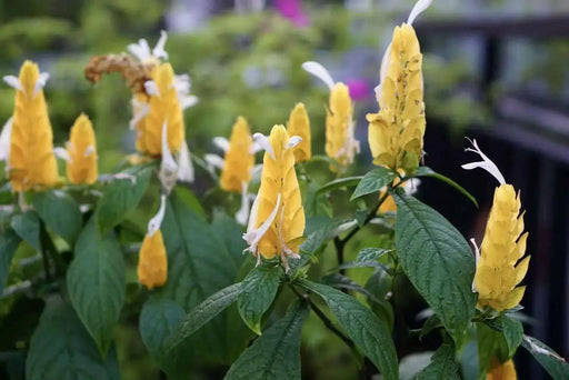 SHRIMP PLANT ( LIVE STARTER PLANT) evergreen shrub - Caribbean garden seed