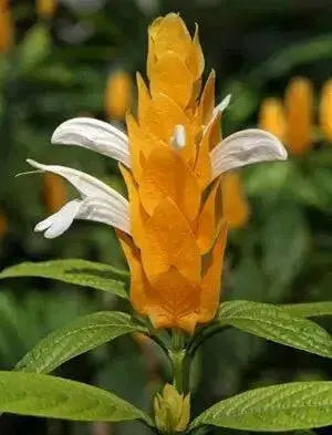 SHRIMP PLANT ( LIVE STARTER PLANT) evergreen shrub - Caribbean garden seed