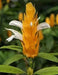 SHRIMP PLANT ( LIVE STARTER PLANT) evergreen shrub - Caribbean garden seed