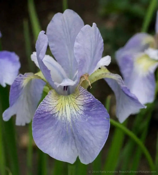 Siberian Iris ,SKY WINGS ('Bareroot) Perennial - Caribbean garden seed