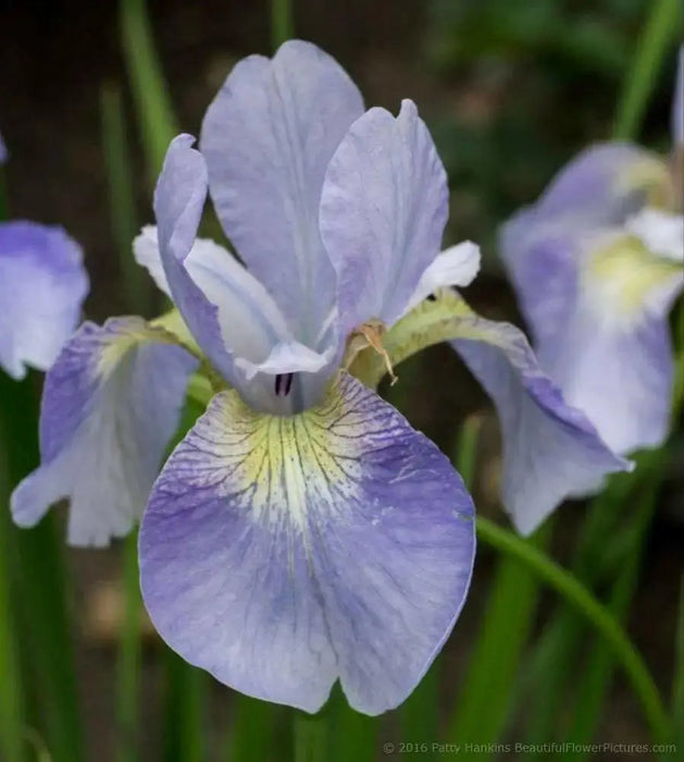 Siberian Iris ,SKY WINGS ('Bareroot) Perennial - Caribbean garden seed